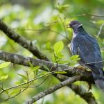 Почему голуби не сидят на деревьях: причины и интересные факты Почему голубь не сидит на проводах