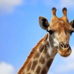 Рассказ о жирафе в зоопарке