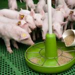 Требования к помещению для свиней