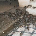 Интересные факты о домашних крысах