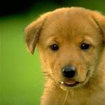 Enzyklopädie über Haustiere Beschreibung der Rasse Himalaya-Schäferhund