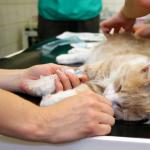 Durchfall bei einer Katze nach der Sterilisation