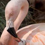 Flamingo - pássaro do amanhecer rosa