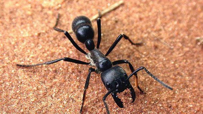 큰 개미는 무엇입니까? 세계에서 가장 큰 개미집