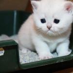 Training a kitten to use a litter box: quickly and reliably Start training kittens to use a litter box