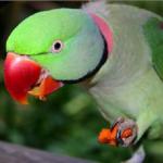 Alexandria papagájok: hogyan kell gondozni őket otthon