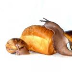Large snails at home: benefits and harms