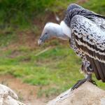 Black vulture - a bird of respectable flight Brown vulture
