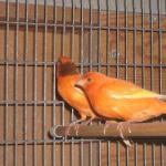 Geschichte der Herkunft der Kanarienvögel Nordholländischer Kanarienvogel