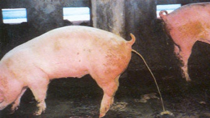 새끼 돼지의 설사 : 원인과 치료