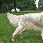 Trah anjing Inggris: gambaran lengkap dengan foto dan nama Foto dan nama ras anjing Inggris lainnya