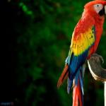 Вълнисто папагалче – любим домашен любимец в къщата