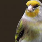 Canary: description, care