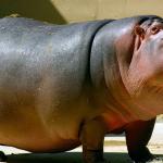 El hipopótamo es el animal más peligroso para los humanos.