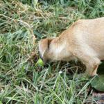 Vegetarian dogs or why our little brothers eat grass