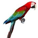 Papagáje Ara pre milovníkov exotického vtáctva Starostlivosť o papagája Ara