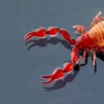 Trumpa informacija apie skorpioną Vabzdys, kurio nagai panašūs į vėžį