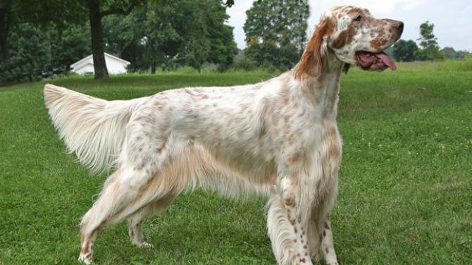 영국 개 품종: 사진과 이름이 포함된 전체 개요 다른 영국 개 품종의 사진과 이름