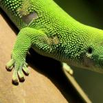 Nombres y características de los distintos tipos de lagartos Lagarto salvaje en casa