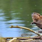 Castor: como vive um roedor na natureza?