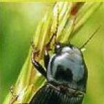 Corn ground beetle - pests of grain crops