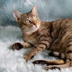 Кішки всіх порід з фотографіями, назвами та особливостями характеру
