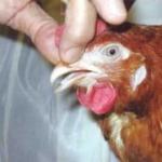 Ką daryti, jei viščiukai švokščia ir kosėja, kaip gydyti?