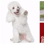 Poodle - description of the breed and character of the dog