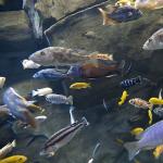 Як правильно годувати своїх акваріумних рибок?