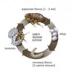 How do fleas reproduce?