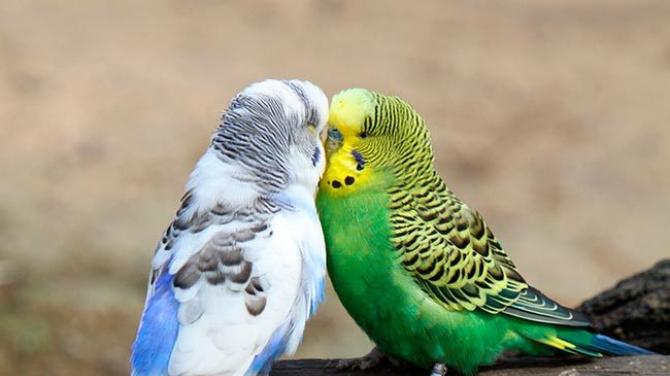 Perroquets reproducteurs - comment élever des perruches et choisir un individu en bonne santé