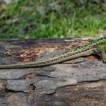 Los lagartos más inusuales y sorprendentes del mundo. ¿Cómo se llama el lagarto negro-amarillo?
