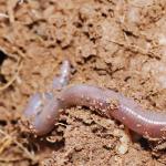 Why are earthworms needed on the site and how to breed them