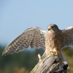 The peregrine falcon is the brightest and fastest bird