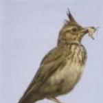 Crested lark (bird)