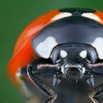 Ladybug bille: typer insekter, habitat, beskrivelse