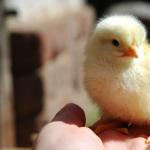Breeding and raising broilers at home for beginners