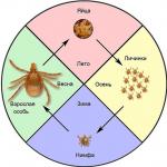 Ixodid kullancsok - ismerkedés a parazitával Hogyan alakul ki a kullancs