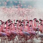 Къде живее птицата розово фламинго?