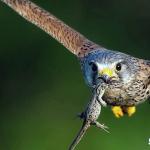 Steppe kestrel (Falco naumanni) What does the steppe kestrel eat