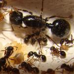 ჭიანჭველების შეჯვარება.  ჭიანჭველების რეპროდუქცია.  როგორ მრავლდებიან სახლის ჭიანჭველები?