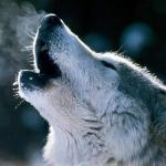 Animales lobo.  El lobo es un depredador forestal.  Los lobos salvajes son animales leales.