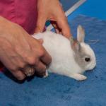 Диария при зайци: поява и лечение