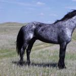 Which horse breeds are likely to disappear in the near future?
