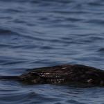 طائر البحر الأسود - طائر الغاق المتوج: وصف بالصور ومقاطع الفيديو، وماذا يأكلون، وأين يعيشون، وحقائق أخرى مثيرة للاهتمام حول طيور الغاق