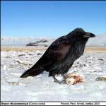 A raven and a crow are completely different birds. What is the popular name for a male black crow?