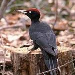 Svartspett - en av skogordførerne En stor svart fugl som ligner på en spett