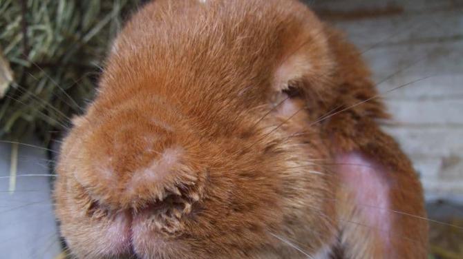 Runny nose in rabbits: what to do, how and what to treat