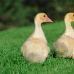 How to distinguish a gander from a goose