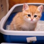 Treinar um gatinho para usar uma caixa sanitária: de forma rápida e confiável Como treinar um gatinho para usar uma caixa sanitária desde o nascimento